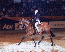 stallion Rotherwood Take a Peep (British Riding Pony, 1997, from Strinesdale Matador)