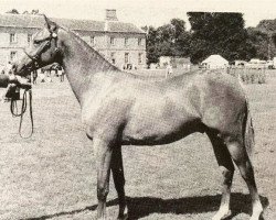 stallion Rotherwood North Star (British Riding Pony, 1980, from Solway North Wind)