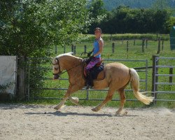 horse Amerika Golden Fleyer (Welsh-Cob (Sek. D), 2015, from A.C. Golden Boy)