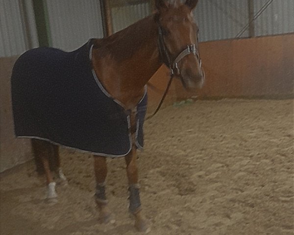dressage horse Der Dieter S (Hanoverian, 2014, from Don Marco 3)