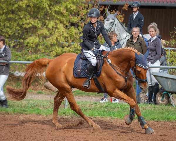 Springpferd Solo du Brabant (Selle Français, 2006, von Socrate de Chivre)