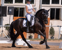 dressage horse Amigo 1873 (Friese, 2013, from Jasper 336 P)