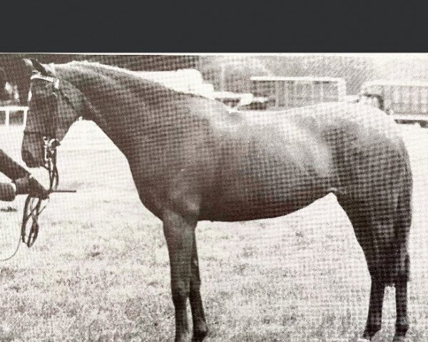 broodmare Polly Perkins (British Riding Pony, 1966, from Bwlch Zephyr)