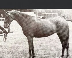 Zuchtstute Polly Perkins (British Riding Pony, 1966, von Bwlch Zephyr)