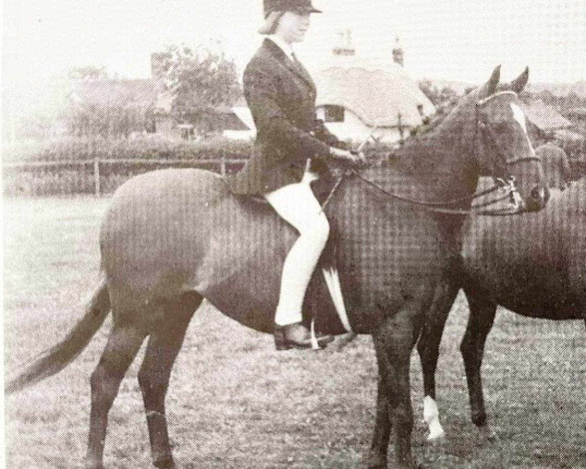 Zuchtstute Polly Flinders (British Riding Pony, 1963, von Bwlch Valentino)