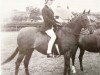 Zuchtstute Polly Flinders (British Riding Pony, 1963, von Bwlch Valentino)