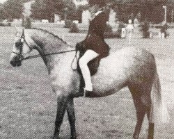 horse Moorhall Serenade (British Riding Pony, 1990, from Wingrove Minkino)