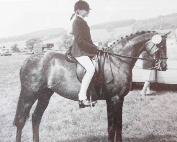 Zuchtstute Blacklake Velvet (British Riding Pony,  , von Wingrove Minkino)