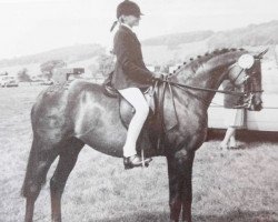 broodmare Blacklake Velvet (British Riding Pony,  , from Wingrove Minkino)