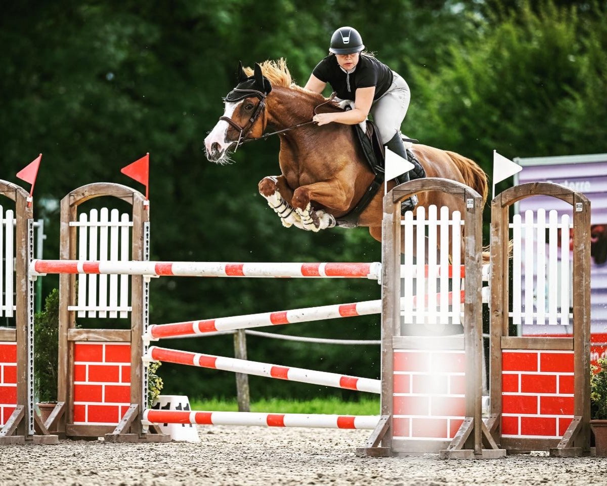 Springpferd Gucci Zoetendaele Z (Zangersheide Reitpferd, 2014, von Pennsylvania)