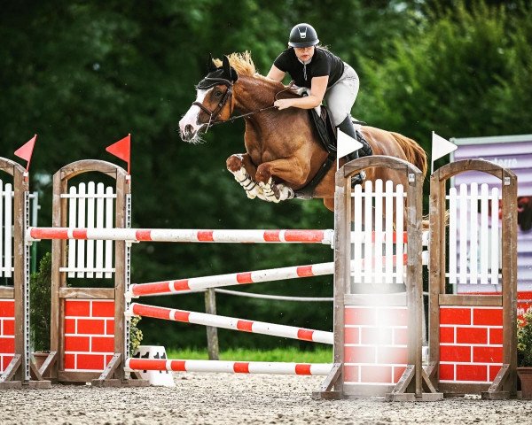 jumper Gucci Zoetendaele Z (Zangersheide riding horse, 2014, from Grand Pilot R)