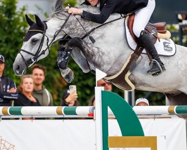 jumper Eic Quantum Robin V (KWPN (Royal Dutch Sporthorse), 2013, from Carambole)