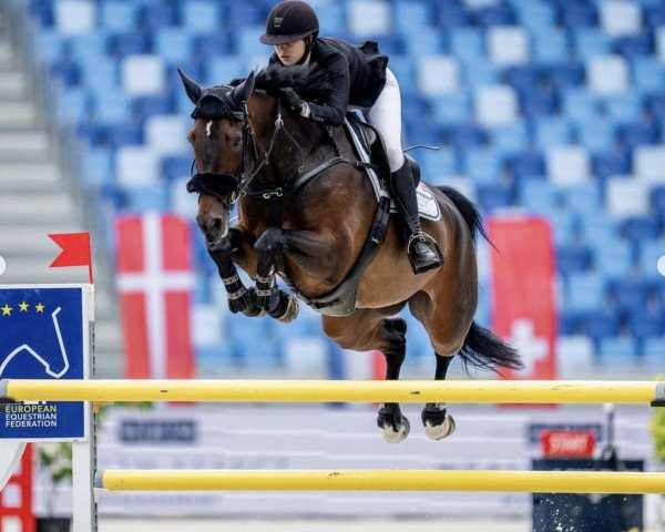 jumper Lady-Sina.l (KWPN (Royal Dutch Sporthorse), 2016, from Kannan)