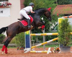 jumper Madock 3 (Hanoverian, 2002, from Metternich)