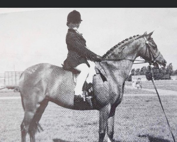 horse West Leake Sensation (British Riding Pony, 1972, from Keston Royal Occasion)