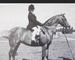 Pferd West Leake Sensation (British Riding Pony, 1972, von Keston Royal Occasion)