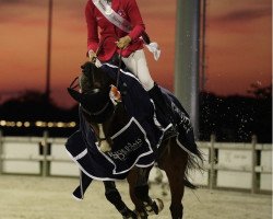 jumper Cairo vd Pikkerie Z (Zangersheide riding horse, 2010, from Crescendo)