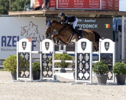 jumper Papillon Castanoo (Belgian Warmblood, 2015, from Zirocco Blue)