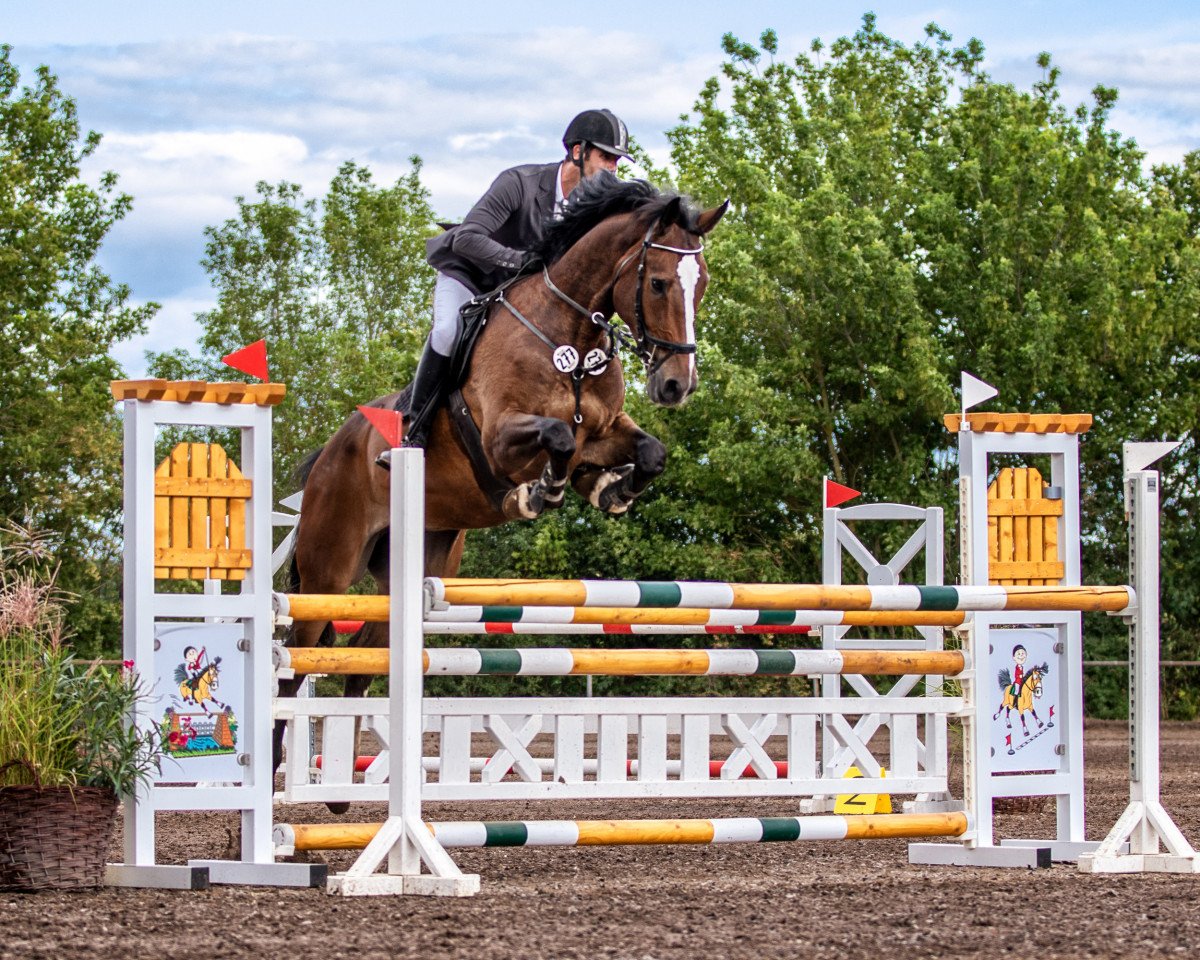 Springpferd Navaro 69 (KWPN (Niederländisches Warmblut), 2015, von Nestor)