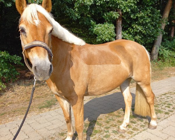 broodmare Dina (3,90% ox) (Edelbluthaflinger, 2014, from Wallenstein)