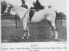 Zuchtstute June XI (British Riding Pony, 1932, von Gars de Falaise xx)