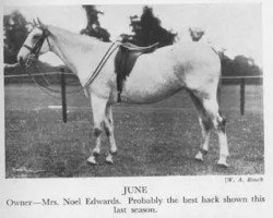 Zuchtstute June XI (British Riding Pony, 1932, von Gars de Falaise xx)