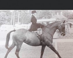 Zuchtstute Cuckoo Waltz (British Riding Pony, 1978, von Red Man xx)