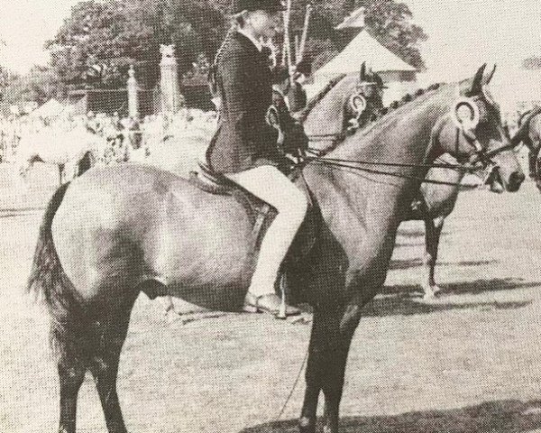 horse Costock Choir Boy (British Riding Pony, 1977, from Twylands Troubadour)