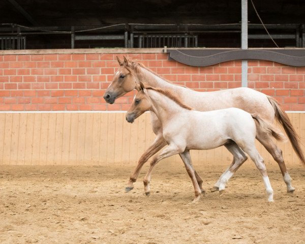 dressage horse Nepumuk (German Riding Pony, 2023, from Fs Numero Uno)