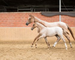 dressage horse Nepumuk (German Riding Pony, 2023, from Fs Numero Uno)