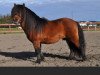 stallion Wilco van de Meysberg (Shetland Pony, 2005, from Kroonster van de Gathe)