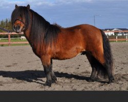 Deckhengst Wilco van de Meysberg (Shetland Pony, 2005, von Kroonster van de Gathe)