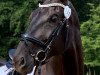 dressage horse Finesse 347 (Oldenburg, 2011, from Fürstenball)