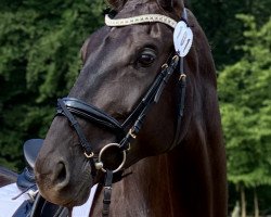 dressage horse Finesse 347 (Oldenburg, 2011, from Fürstenball)