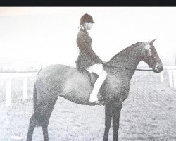 Zuchtstute Stenigot Hilary (British Riding Pony, 1975, von Bwlch Hill Wind)