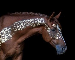 dressage horse Flashlight 43 (Oldenburger, 2010, from Fiderstar)