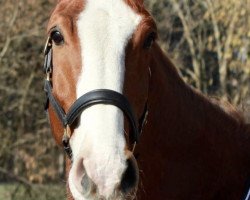 Pferd Dinges Z (Zangersheide Reitpferd, 2008, von Dutch Capitol)