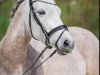 broodmare Diadem RB (German Riding Pony, 2012, from Dimension AT NRW)