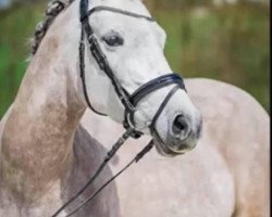 broodmare Diadem RB (German Riding Pony, 2012, from Dimension AT NRW)