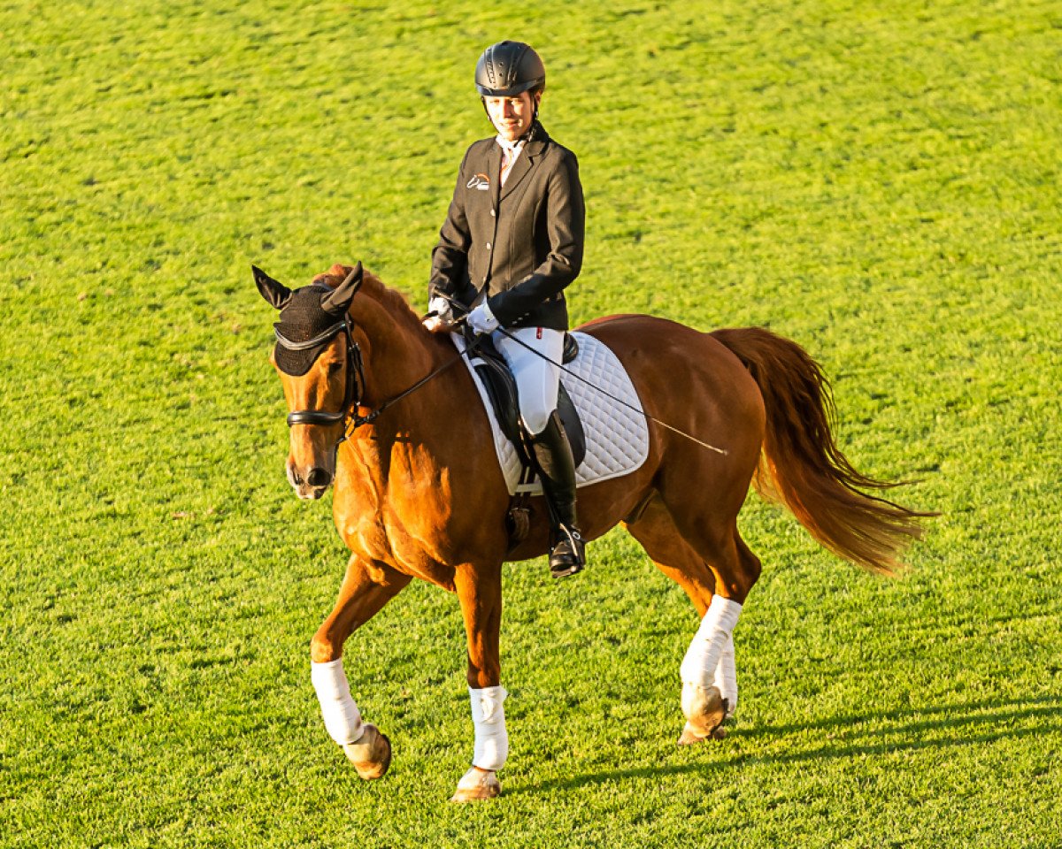 Dressurpferd Hancock 13 (Pony ohne Rassebezeichnung, 2009)