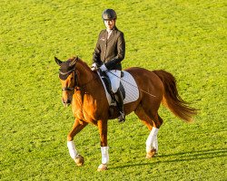 dressage horse Hancock 13 (Pony without race description, 2009)