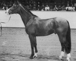 stallion KP Sirocco (Swedish Warmblood, 1990, from Racot)