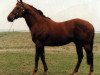 stallion Miami Springs xx (Thoroughbred, 1976, from Northfields xx)