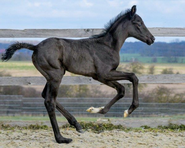 dressage horse Finesse (Hanoverian, 2023, from Fürstenball)