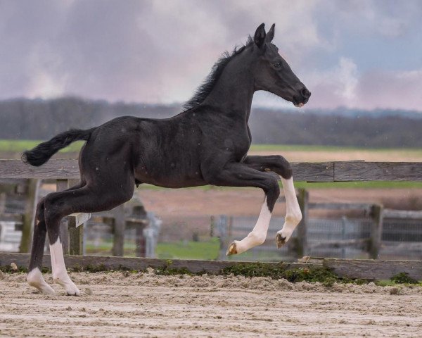 dressage horse Vamos a Bailar P (Hanoverian, 2023, from Vision)