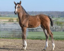 dressage horse Emotion (Hanoverian, 2023, from Extra Gold)