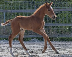 dressage horse Be my Lover P (Hanoverian, 2023, from Be my Dancer)