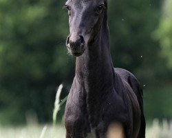 horse Lius Vitton (Hanoverian, 2022, from Likoto xx)