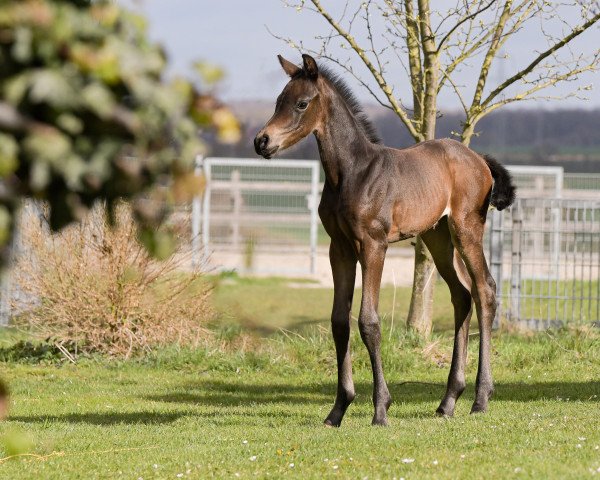 dressage horse Fairytale (Hanoverian, 2022, from Fynch Hatton)