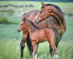 dressage horse Djuna (Hanoverian, 2020, from Danciero 7)